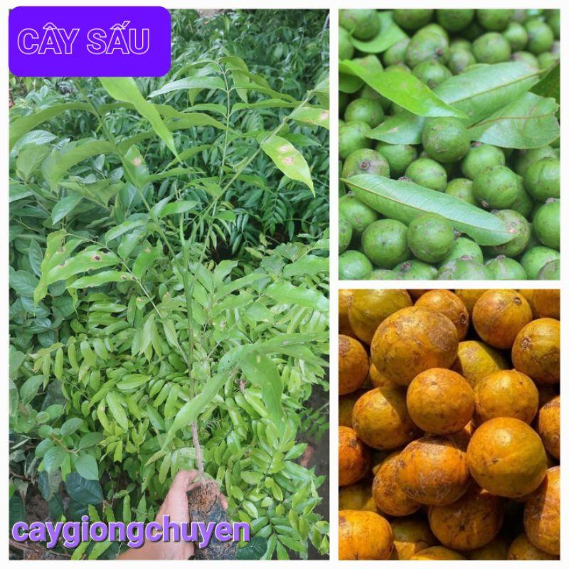 CÂY GIỐNG SẤU