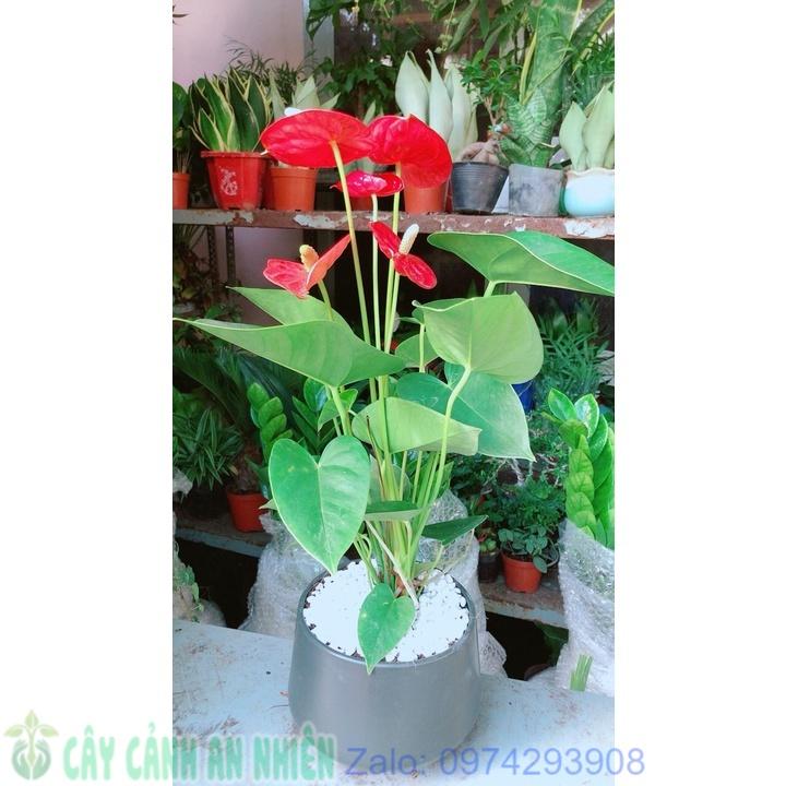 Chậu Hoa Hồng Môn