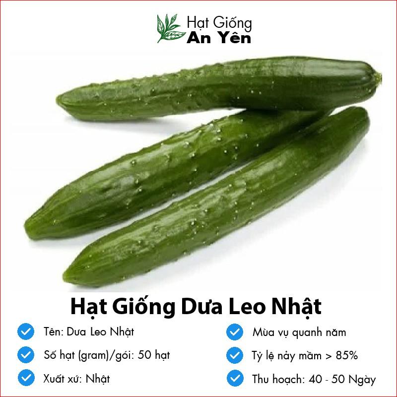 Hạt giống Dưa Leo Nhật thu hoạch sớm, dễ trồng, nảy mầm cao, sinh trưởng khoẻ