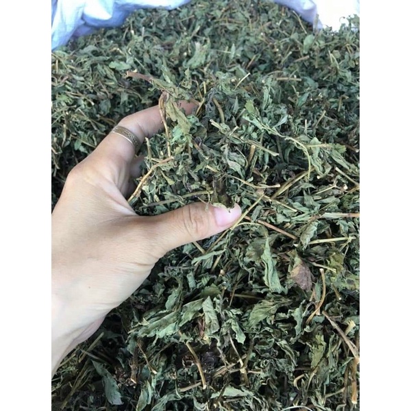 CÂY CỎ NGỌT - Chữa tiểu đường