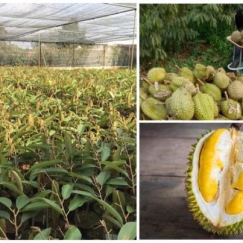 Cây sầu riêng RI6 giống