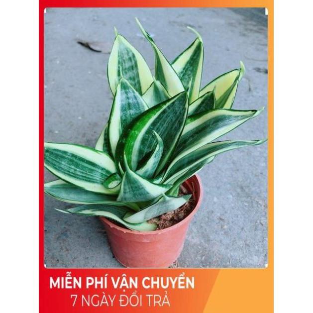 Lưỡi Hổ Thái Vàng