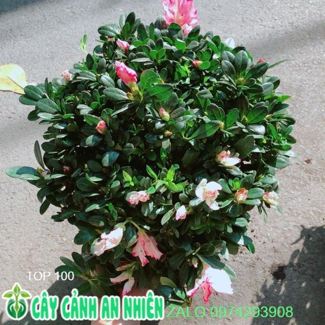 Cây Đỗ Quyên Size Lớn