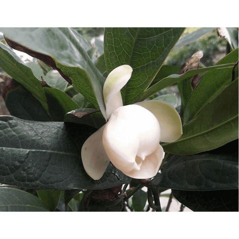 Cây hoa dạ hợp hương hay gọi là hoa trứng gà