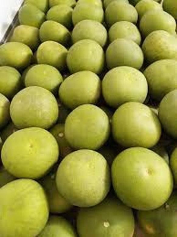 Cây bưởi đoan hùng, giống bưởi đoan hùng, đặc sản phú thọ