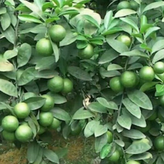 Cây giống chanh tứ quý