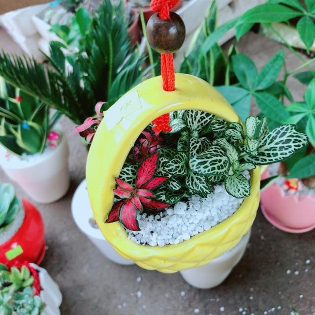 Chậu cây lá cẩm nhung hay lá may mắn