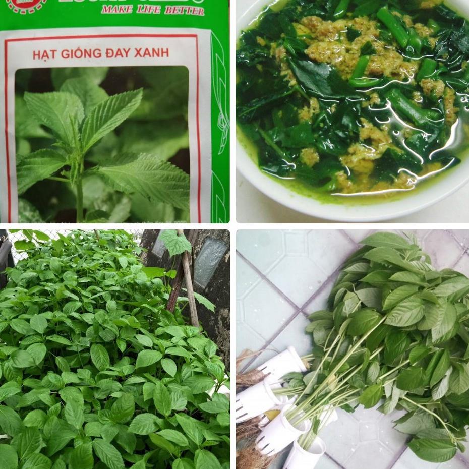Hạt giống rau đay xanh/gói 20 gram-tặng kèm gói phân bón lót