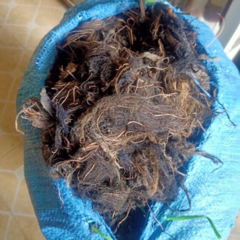 Rễ Bèo Khô Dùng Chiết Cây 1KG
