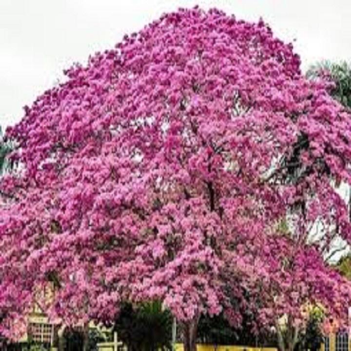 CÂY PHONG LINH TÍM GIỐNG