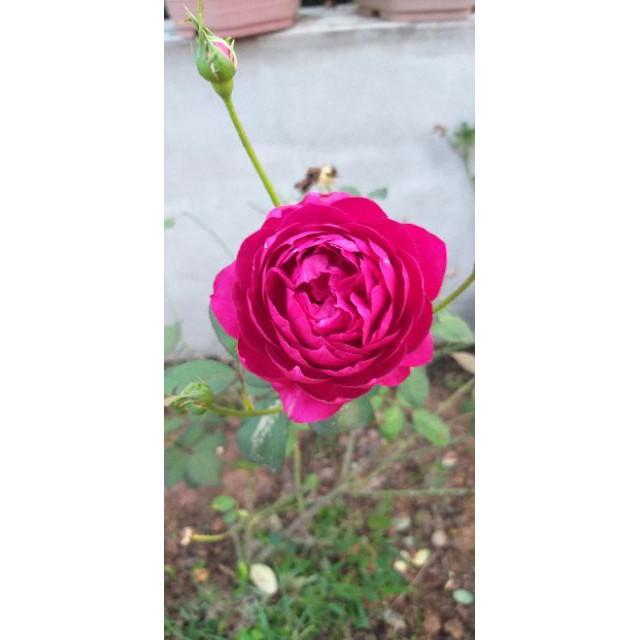 Hồng cổ nhiều màu