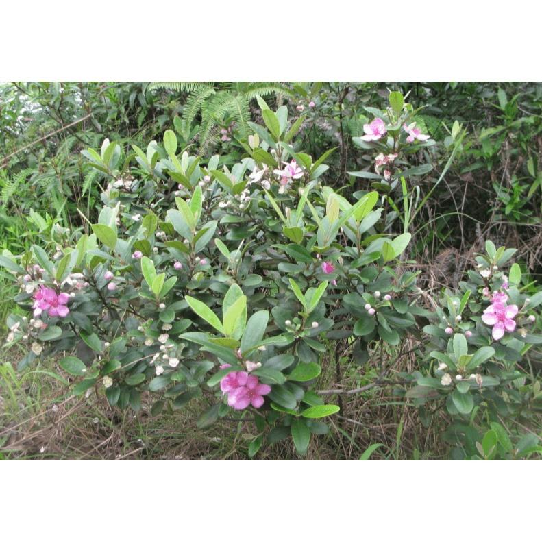 CÂY GIỐNG SIM TÍM .