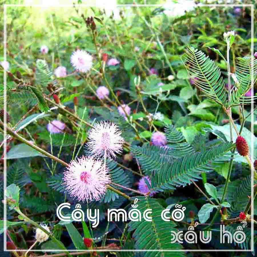 Cây Mắc Cỡ (Xấu Hổ) khô 500gram