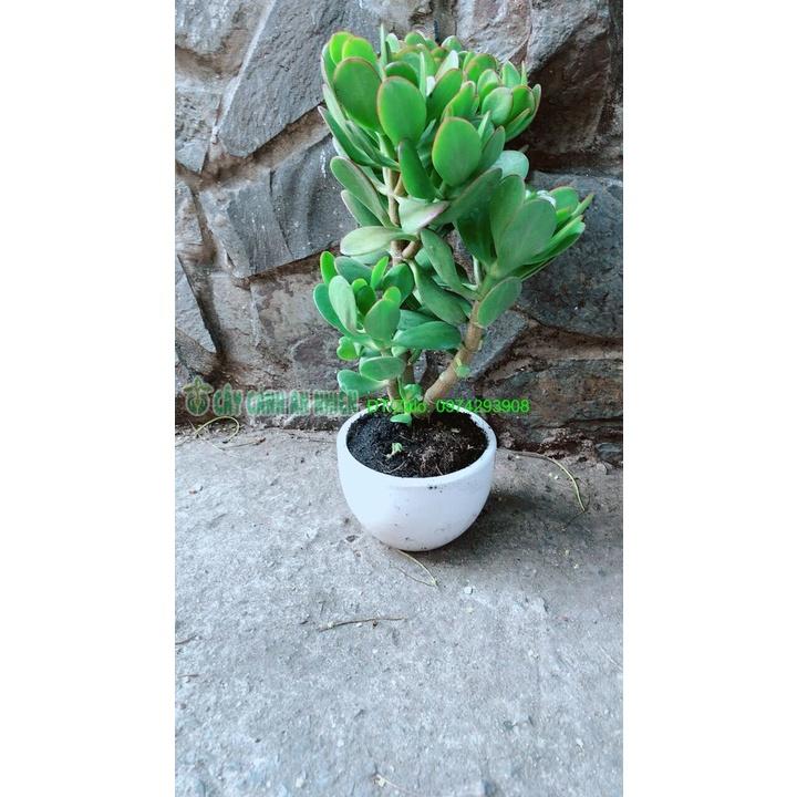 Chậu Cây Ngọc Bích Phong Thuỷ May Mắn