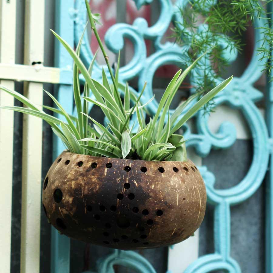 Gáo dừa thô TRỒNG LAN I CÂY CẢNH