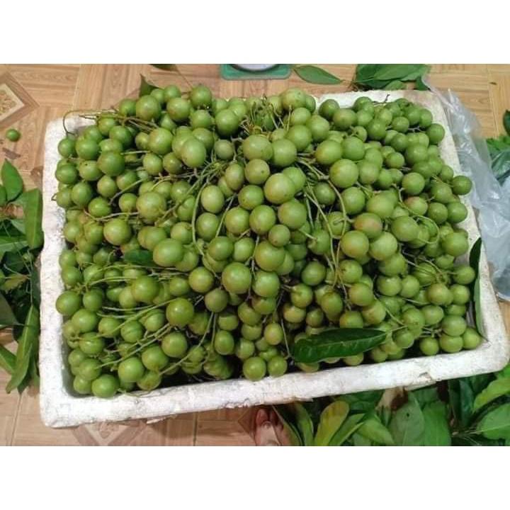 CÂY GIỐNG DÂU DA XANH 2 NĂM CHO TRÁI