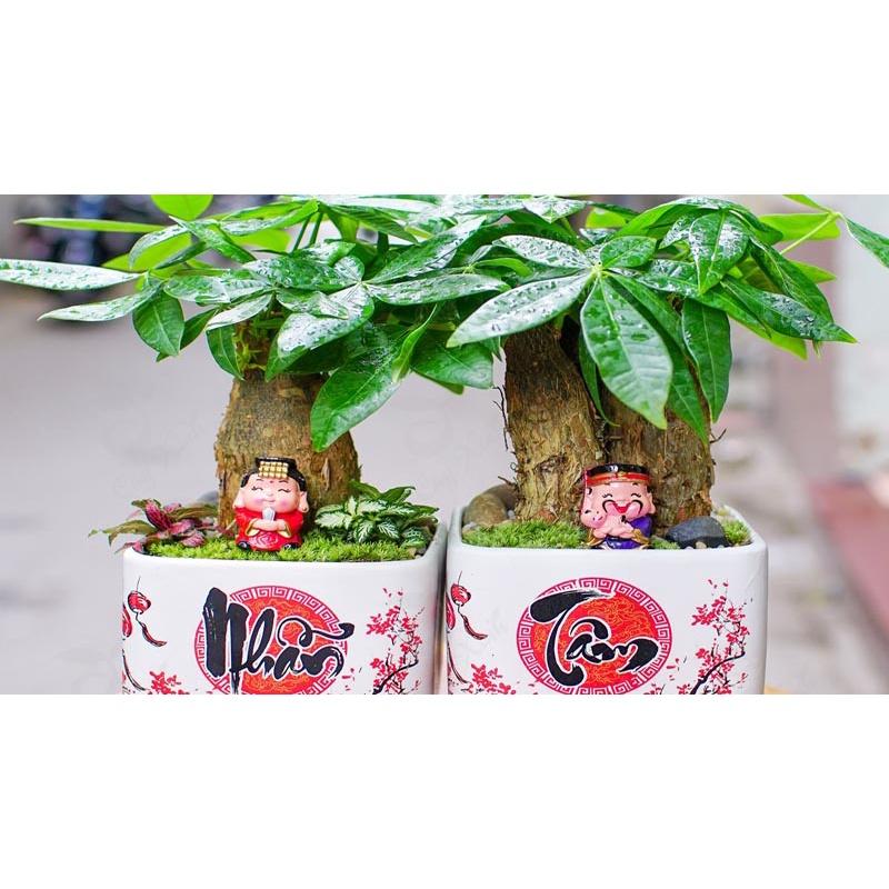 CÂY GIỐNG KIM NGÂN  *