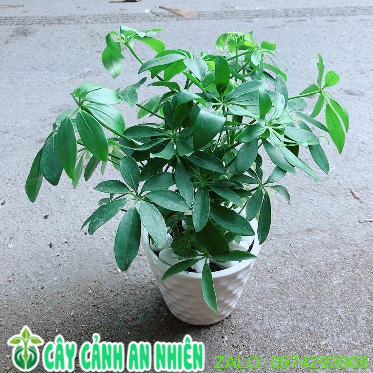 Chậu Cây Ngũ Gia Bì Giúp Đuổi Muỗi Tốt