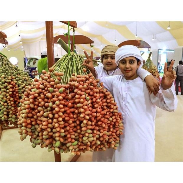 Cây giống Chà Là NAM MỸ Quả đỏ .