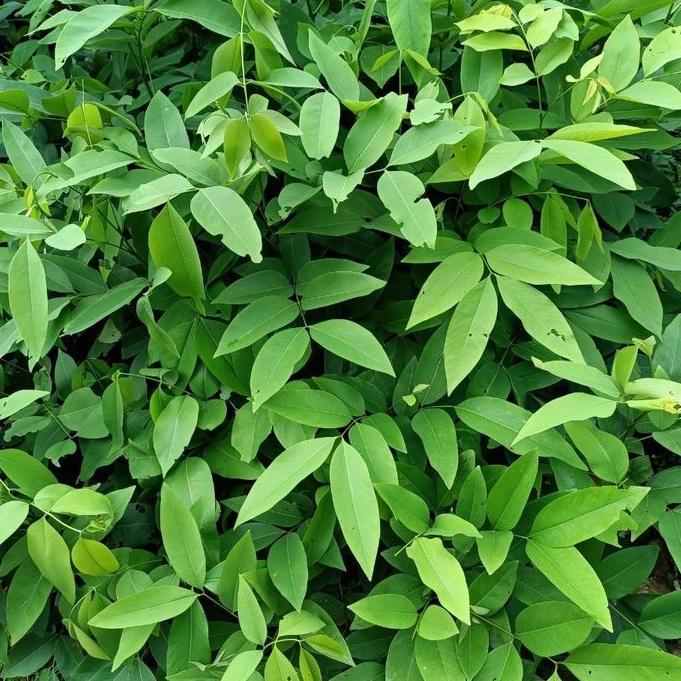 CÂY MUỒNG HOÀNG YẾN HOA VÀNG RỰC RỠ MÙI THƠM