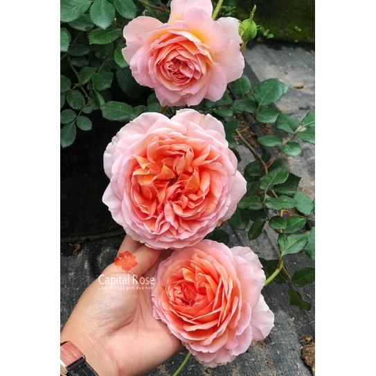 Hoa hồng Abraham Darby Rose ,hồng leo, hoa to, thơm - cây giống rễ trần