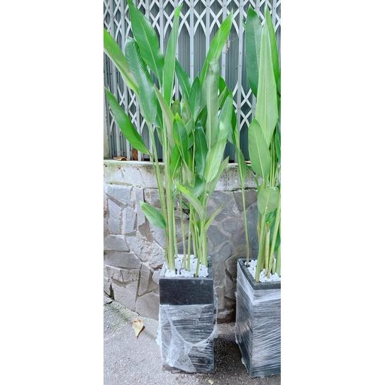 Chậu Chuối Mỏ Két Hàng Đẹp