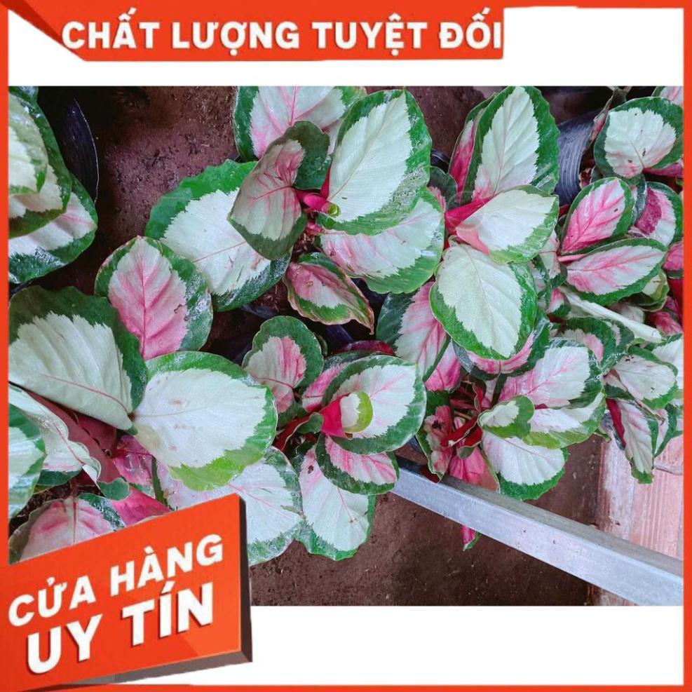 Đuôi công tím Nhiều Người Mua