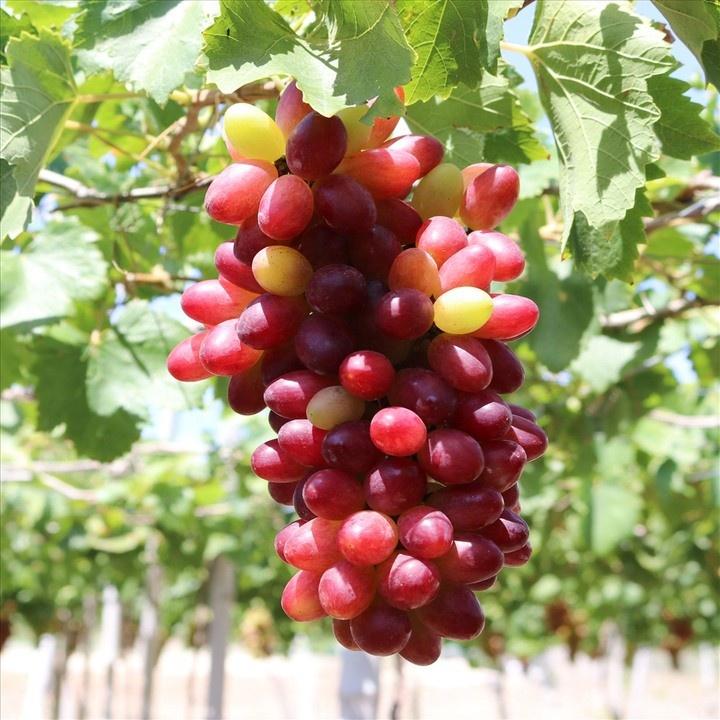HÀNG GIỐNG CHUẨN Cây Nho Lùn