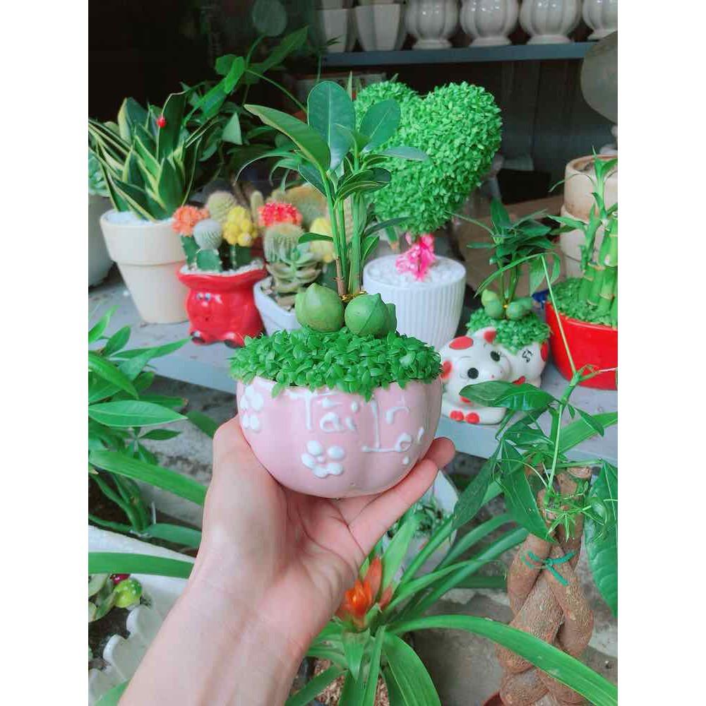 Chậu cây may mắn Bán Chạy