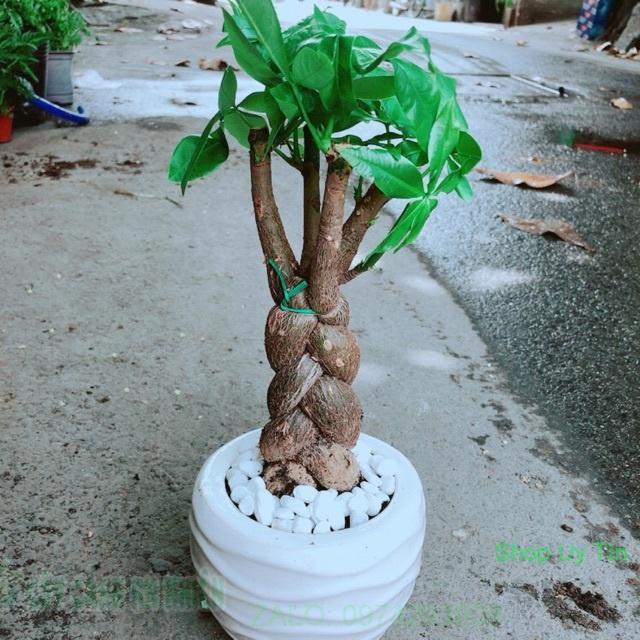 Chậu Kim Ngân 3 Thân Thắt Bính