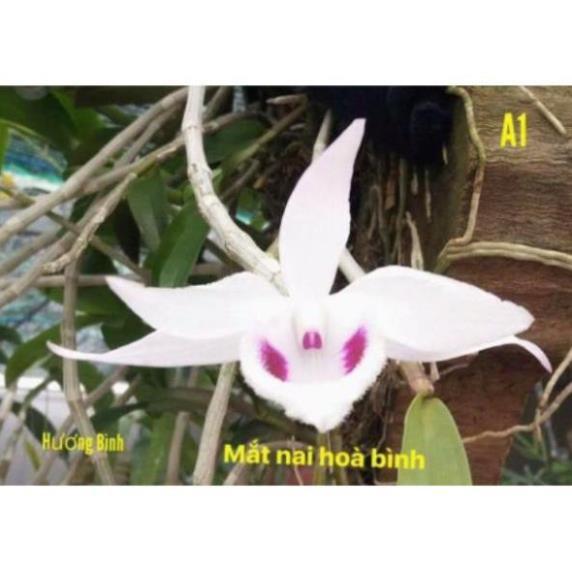 Hoa lan Giả Hạc 5ct Mắt Nai+ 700g phân thỏ hữu cơ ki mập khỏe ấm chậu