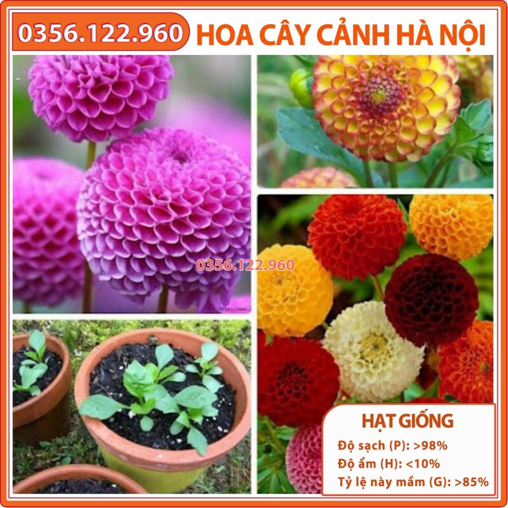 Hạt giống hoa thược dược tổ ong mix nhiều màu ngẫu nhiên - gói 30 hạt - Shop hoa cây cảnh Hà Nội