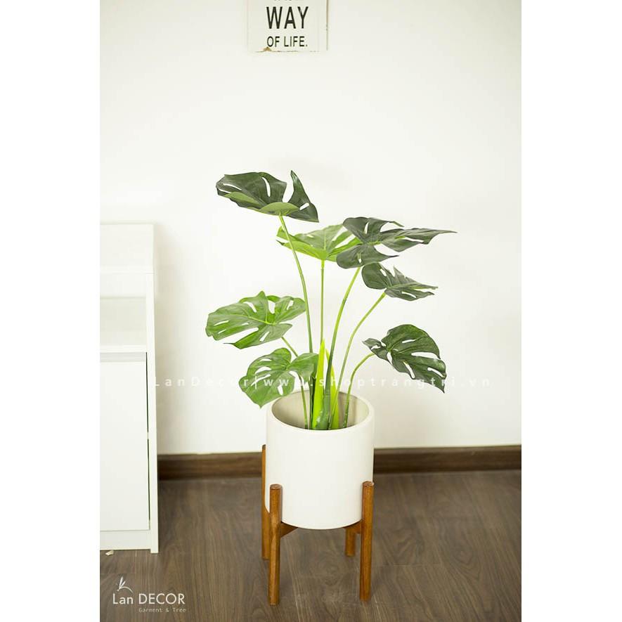 Cây giả - Cây lá rùa Lan Decor (70CM) - LC2817