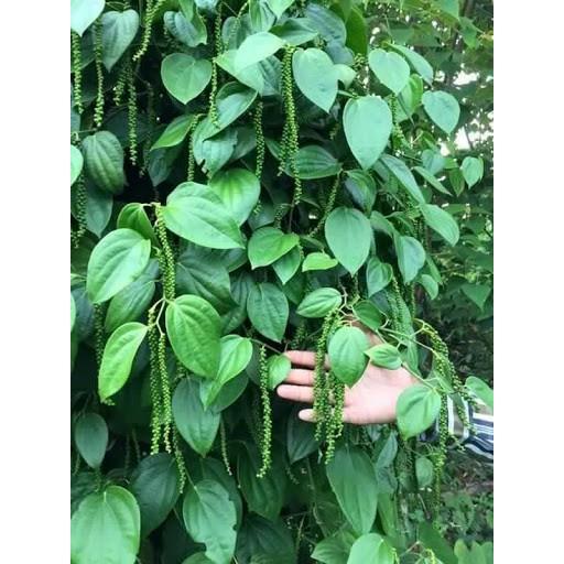 C0mbo 10 cây tiêu giống chuẩn .