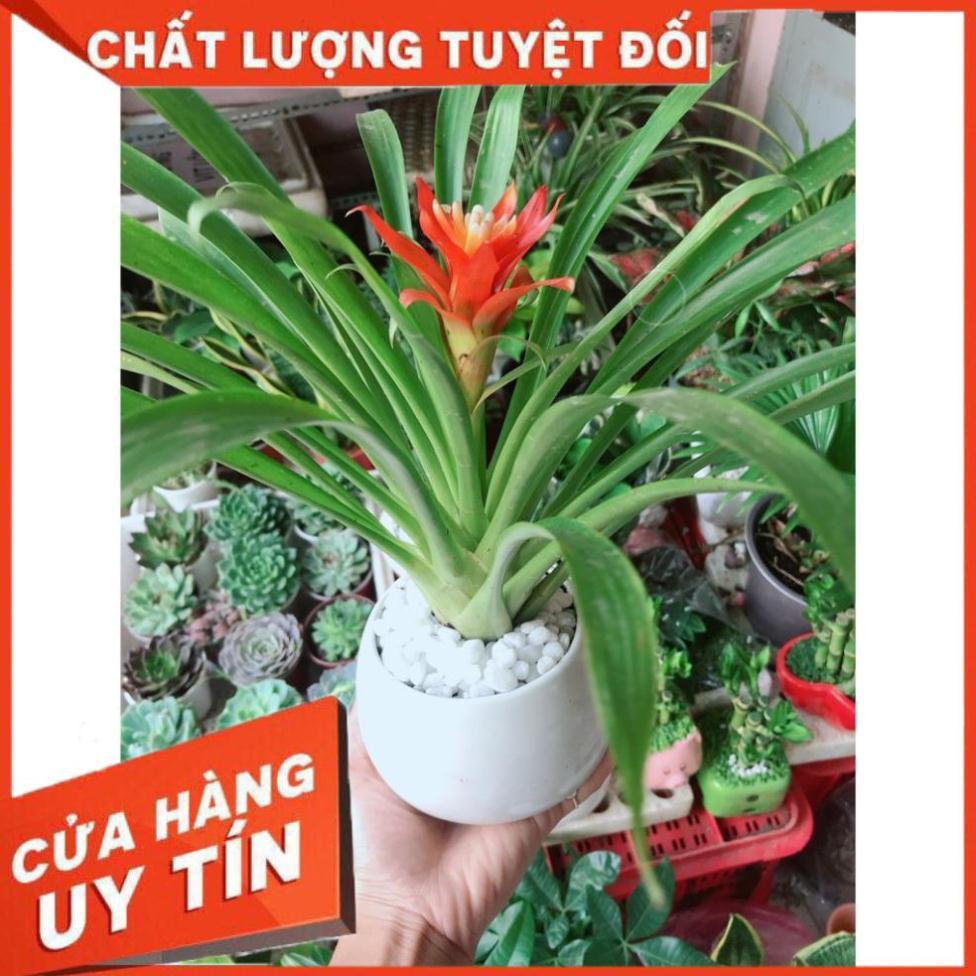 Chậu cây phong lộc hoa