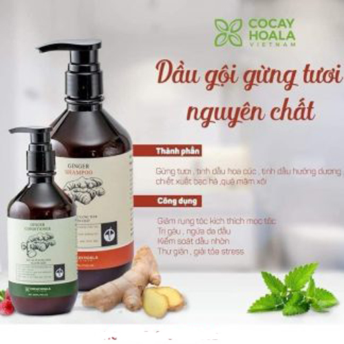 Combo Dầu Gội, Xả Thảo Dược Gừng Tươi Nguyên Chất Giúp Giảm Rụng Tóc Hiệu Quả