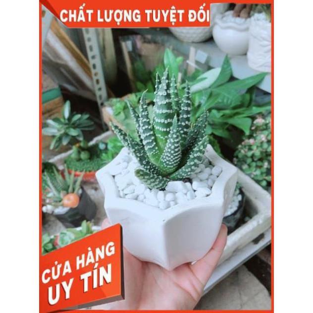 Chậu Xương Rồng Móng Rồng