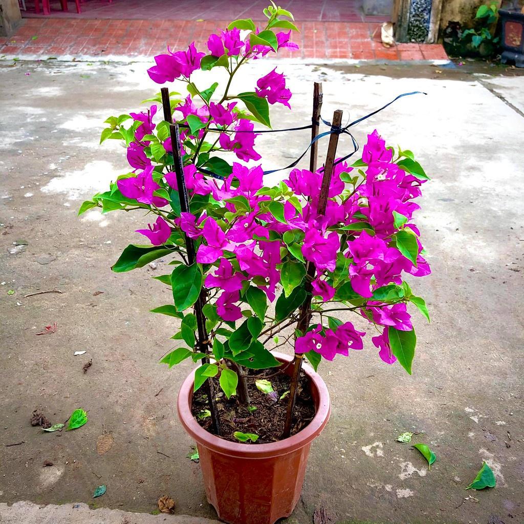 Cây hoa giấy hồng đang hoa cao 50-70cm