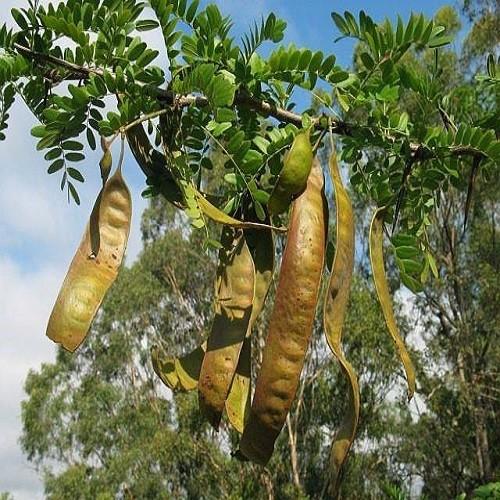 Cây Giống Bồ Kết Cao Trên 50cm
