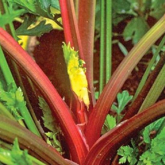 Hạt giống rau cần tây đỏ-gói 1 gram-tặng kèm gói phân bón lót