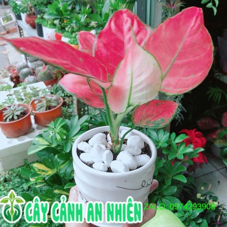 Chậu Cây Vạn Lộc Hồng