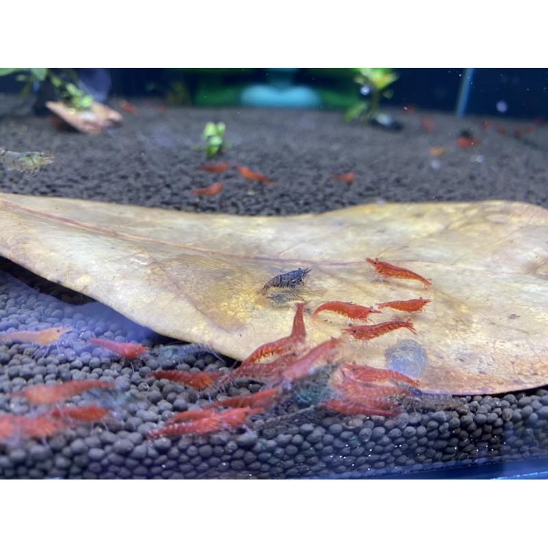 Thức ăn cho Tép , cá - Tảo Viên