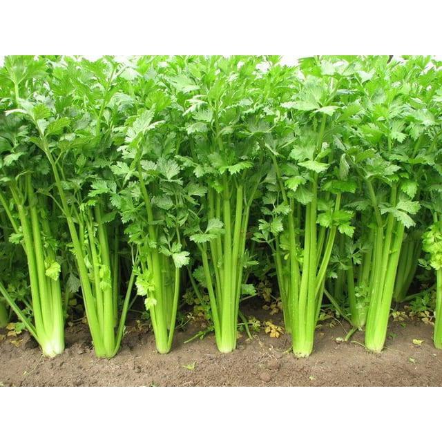Gói 10g Hạt giống rau cần tây cao sản kháng sâu bệnh - Anh nông dân chính hiệu