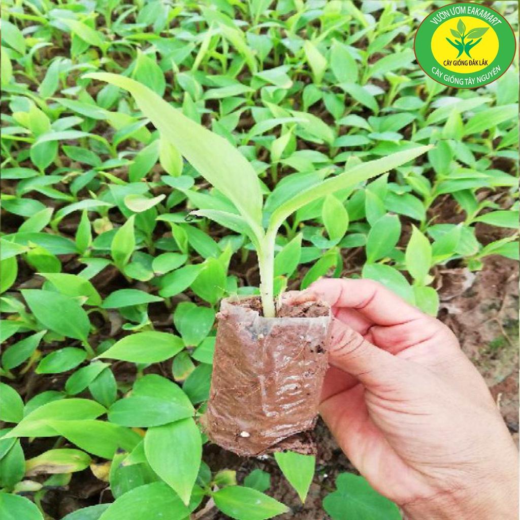 CÂY GIỐNG CHUỐI SÁP NGHỆ CẤY MÔ SIÊU SỚM