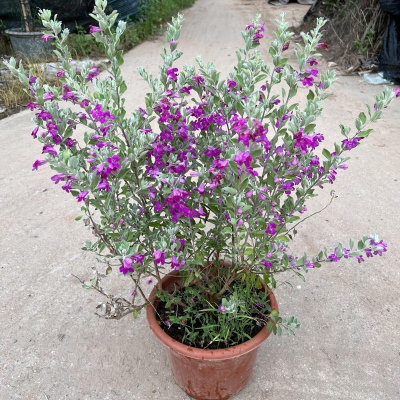 Cây tuyết sơn phi hồ cao 40-45cm, cây hoa cảnh nở quanh năm, trồng trang trí sân vườn, ban công