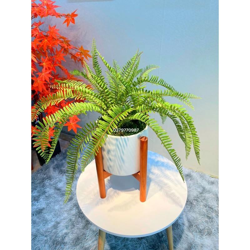 Chậu dương xỉ Decor cao cấp