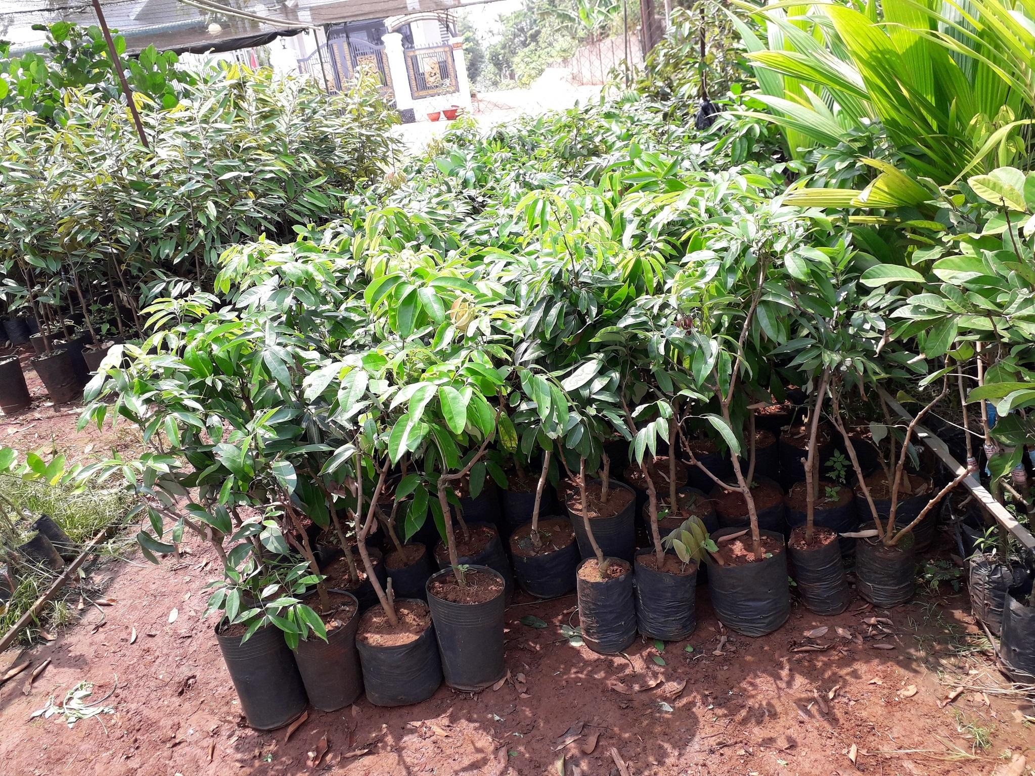 Cây giống Vải Thiều Lục Ngạn siêu trái. .