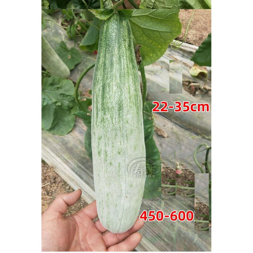 Hạt giống Dưa lê quả dài Yang Jiao Mi F1 - Dưa lê chuối 0.3gr/gói