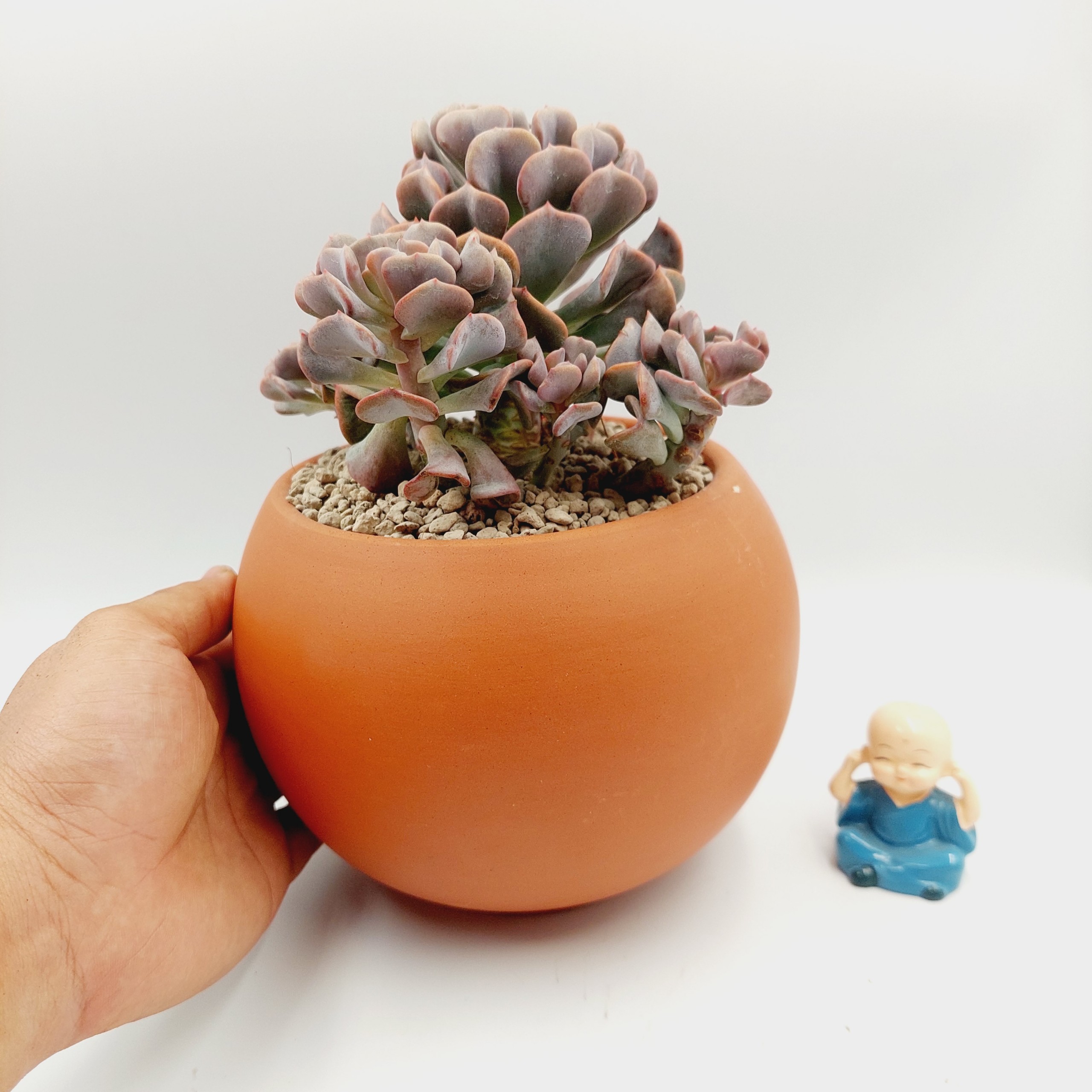 Chậu đất nung, chậu sen đá - A ball succulent 13125, miệng chậu 13cm, chiều cao 12.5cm