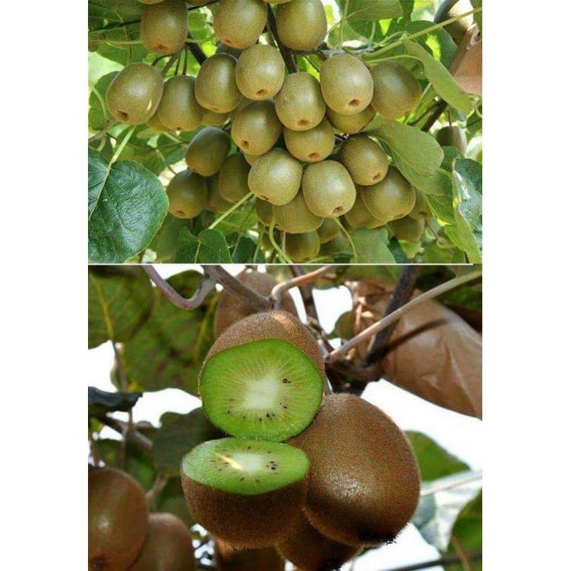 Giống kiwi ruột vàng